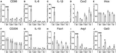 Temporal Characterization of Microglia/Macrophage Phenotypes in a Mouse Model of Neonatal Hypoxic-Ischemic Brain Injury